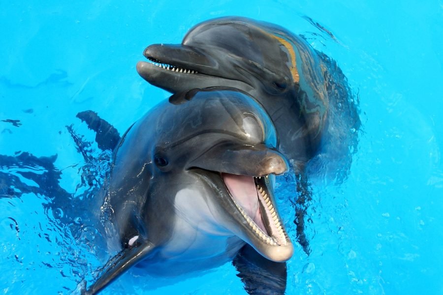 Dolphin Show